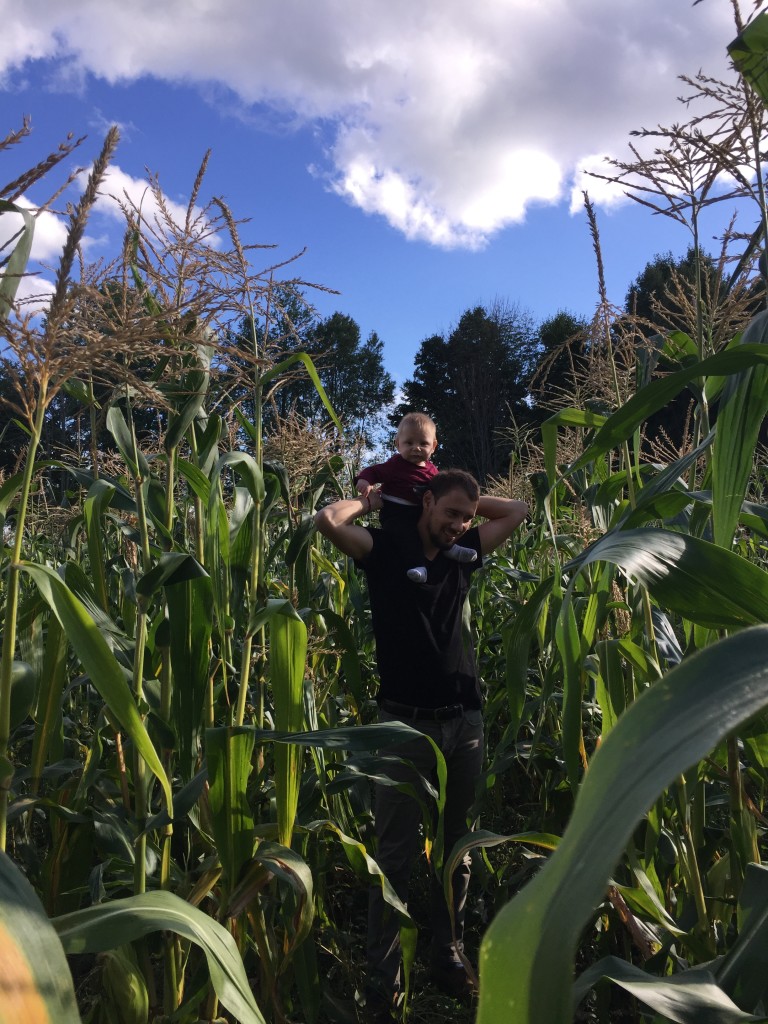 Corn