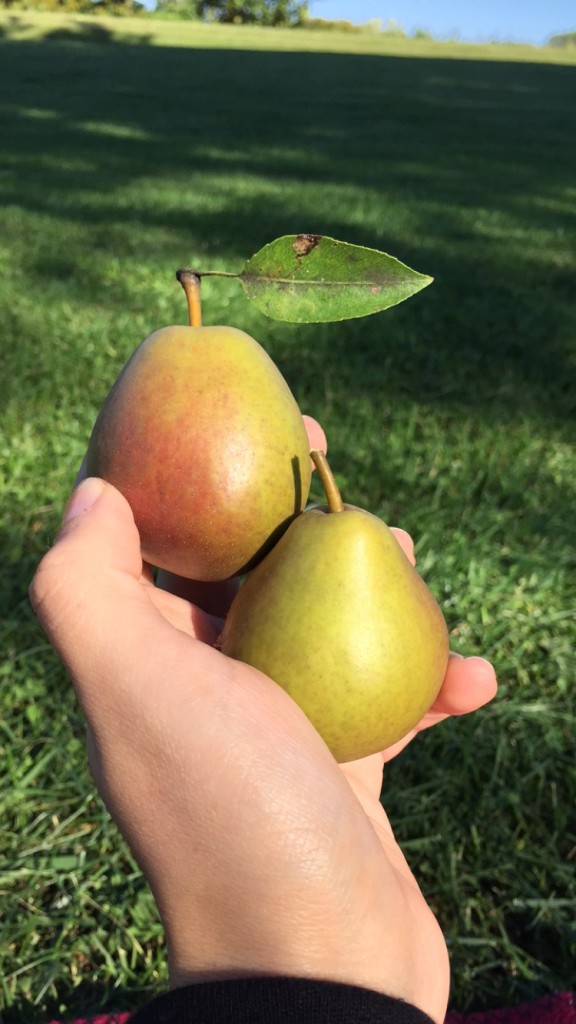 Pear